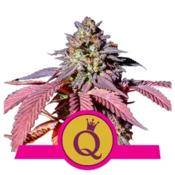 RQS Purple Queen