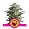 RQS – AMNESIA HAZE