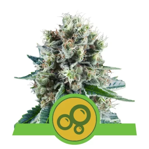 RQS – BUBBLE KUSH AUTOMATIC