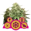 RQS Feminized Mix Seeds